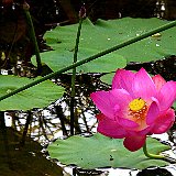 lotus au biotope